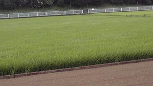 c0178256_16381240.jpg