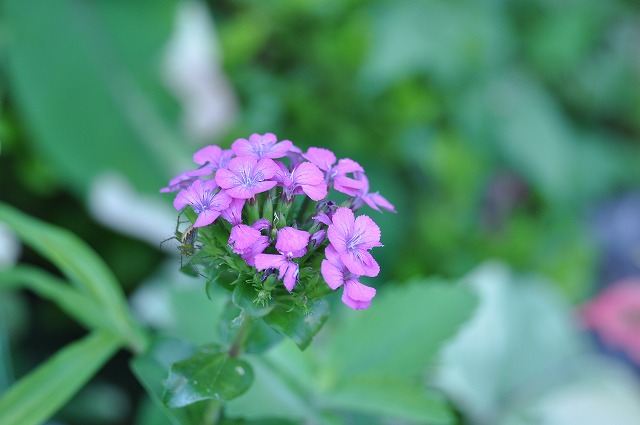 b0104861_2281467.jpg