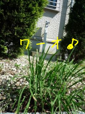f0177261_12515749.jpg