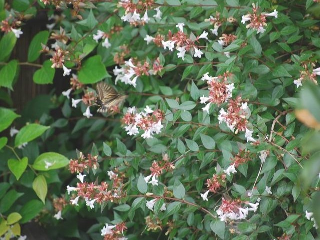 e0025300_1451639.jpg