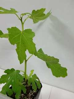 b0073616_17365995.jpg