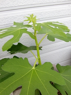b0073616_17404144.jpg