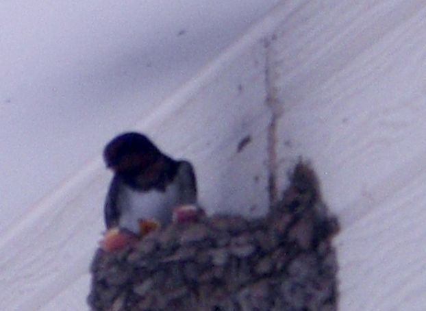 b0193517_20122593.jpg