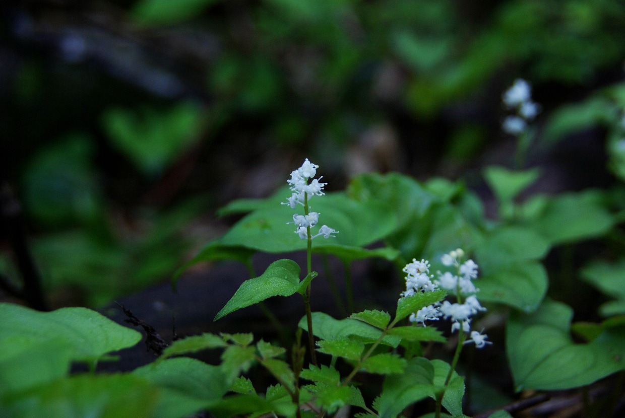 b0062024_904545.jpg