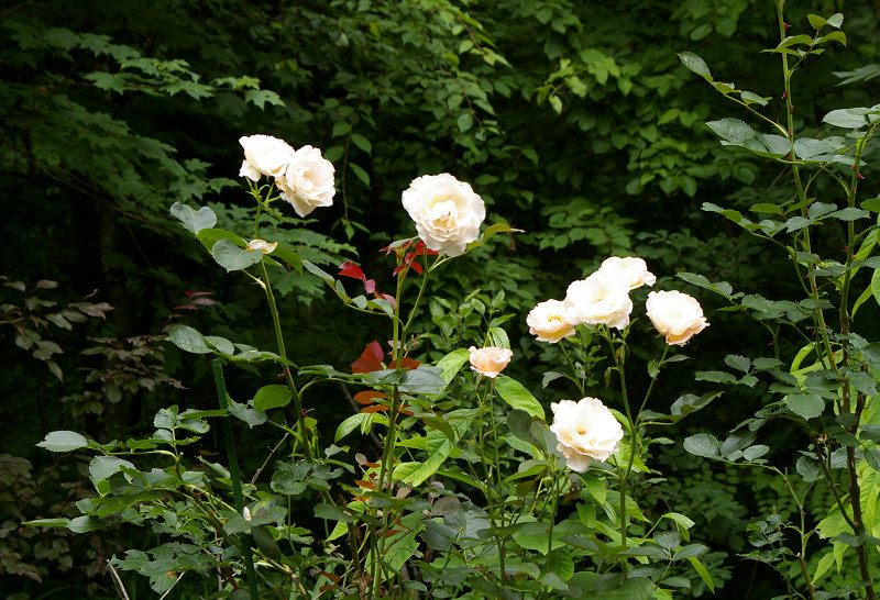 e0136424_85682.jpg