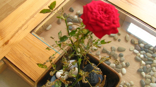 d0176838_0332127.jpg