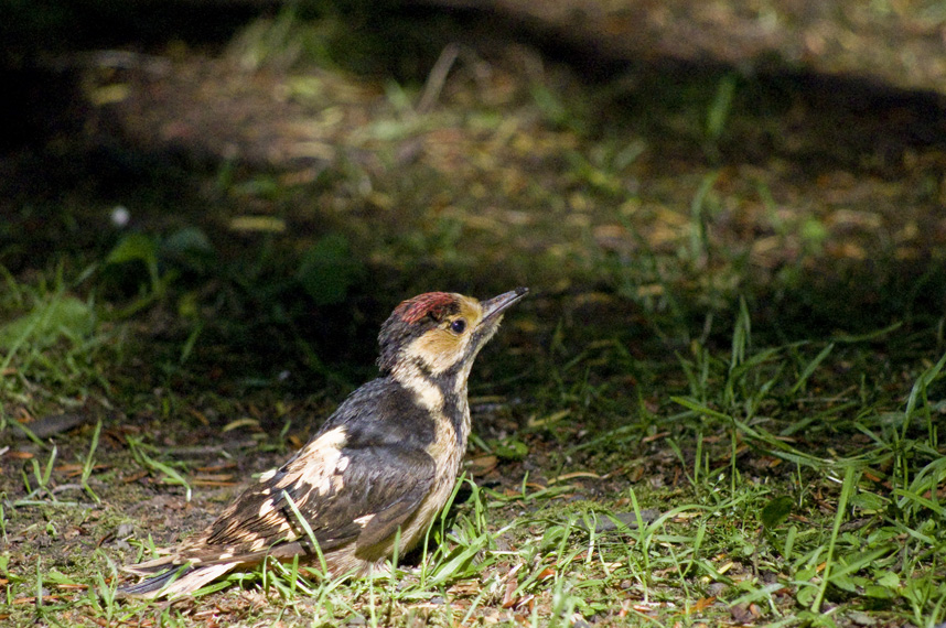 f0152939_15332423.jpg