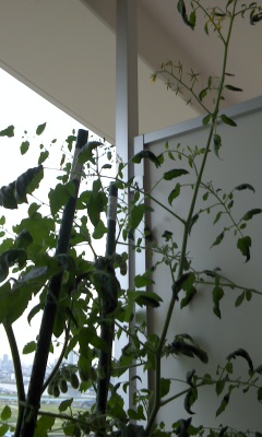 e0067640_13384972.jpg