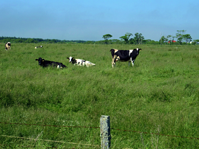 d0031853_6232048.jpg