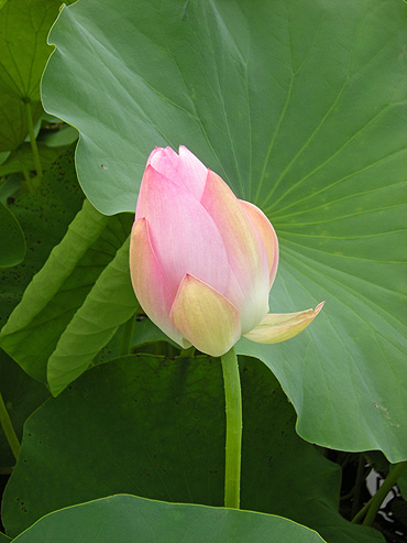 a0001354_2129224.jpg