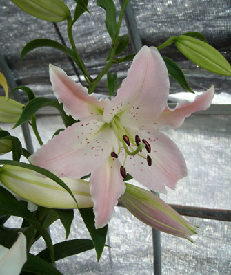 e0097770_914233.jpg