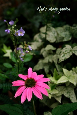 d0000274_10551379.jpg