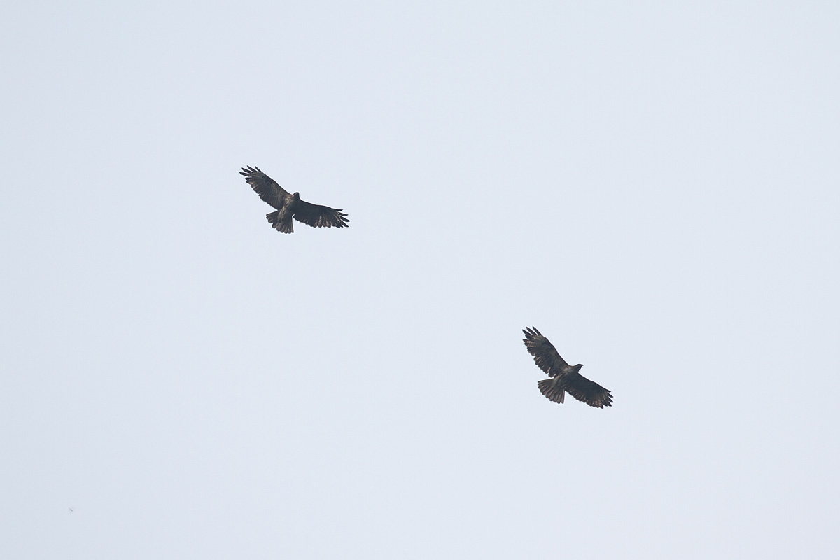 b0180476_20391469.jpg