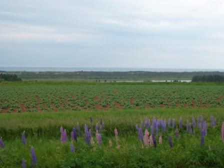 b0101096_4248100.jpg
