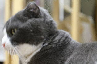 b0218806_21404115.gif