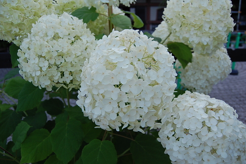 a0147336_16542097.jpg