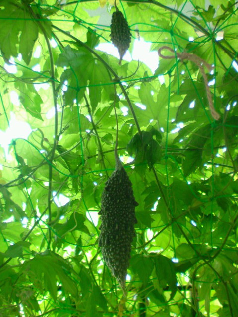 c0189747_9521693.jpg