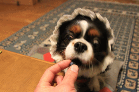 c0145250_16155711.gif