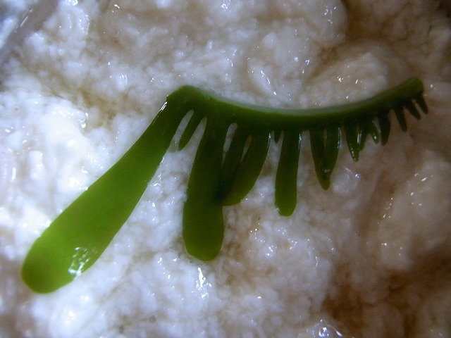 d0162966_101673.jpg
