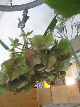 c0146487_16553235.jpg