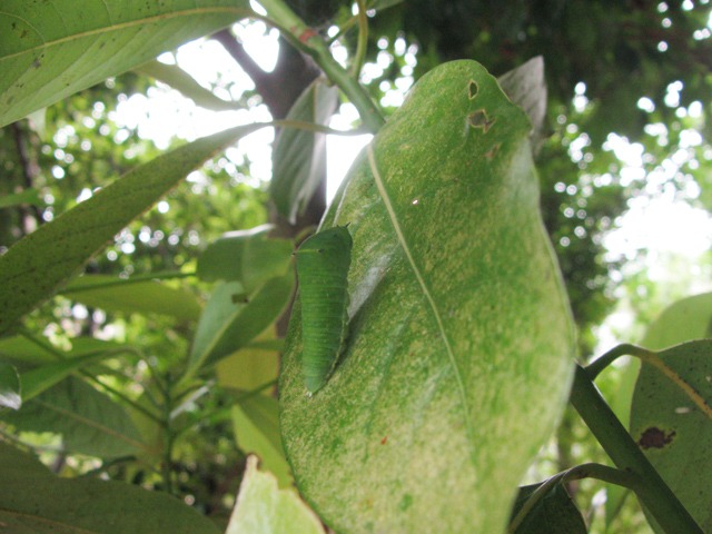 b0194593_16214876.jpg