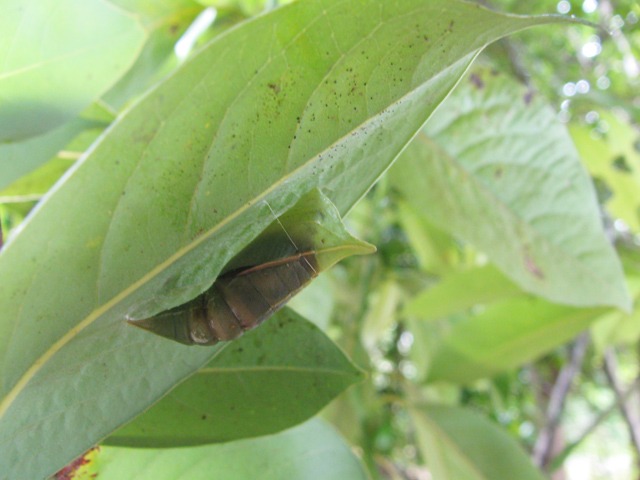 b0194593_162343100.jpg