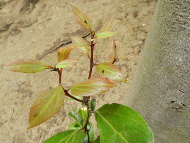b0194593_166154.jpg