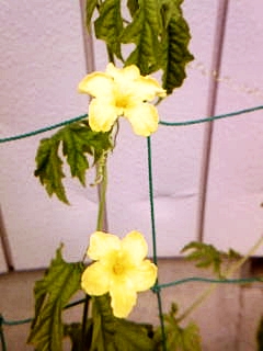e0098908_17203117.jpg