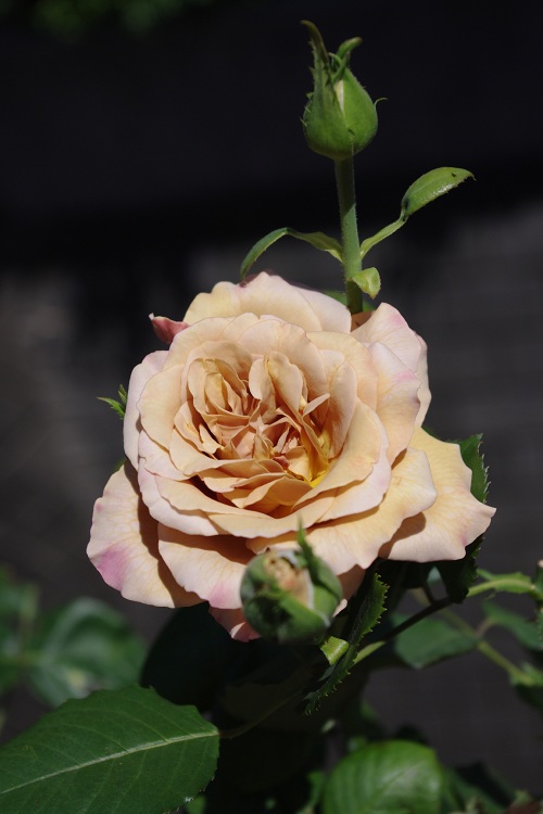 c0147909_11125517.jpg