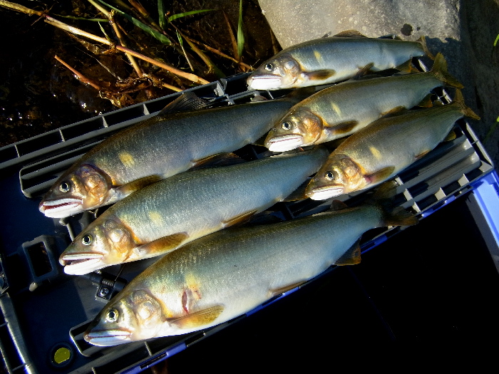 f0103126_20373174.jpg