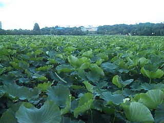 c0051529_221805.jpg