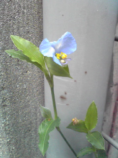 a0155838_913175.jpg
