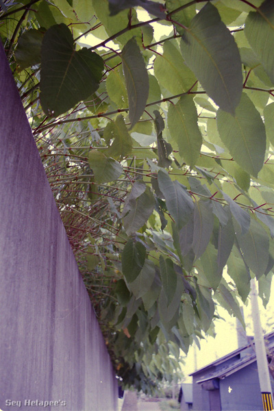 f0166545_22395276.jpg