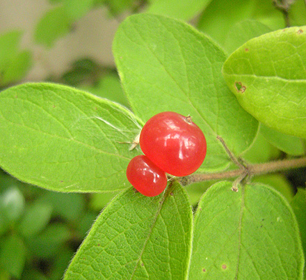 a0001354_1803783.jpg