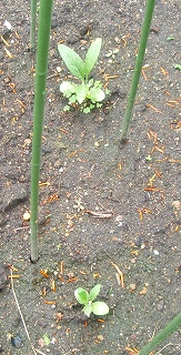 e0004756_9125593.jpg