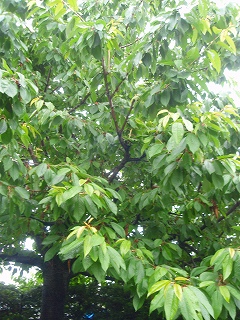 e0004756_912758.jpg