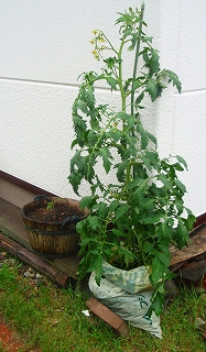 e0004756_9134444.jpg