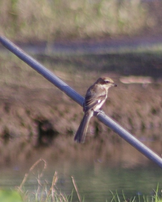 e0197884_21252111.jpg