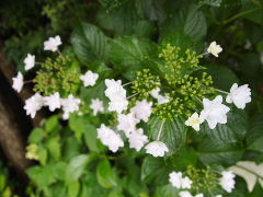 a0157619_21265261.jpg