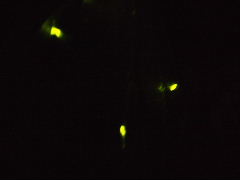 a0157619_21402968.jpg