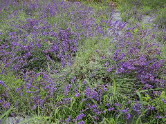 a0157619_21552442.jpg