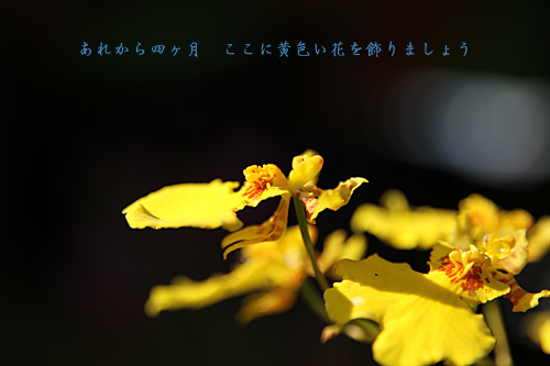d0042827_2375865.jpg