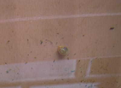 e0097534_15402337.jpg
