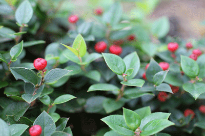 d0163550_7554123.gif