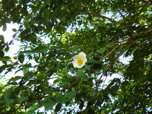 c0179351_14491592.jpg
