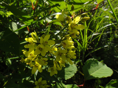 c0179351_14503181.jpg