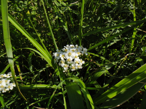 c0179351_14505851.jpg