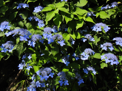 c0179351_1452563.jpg