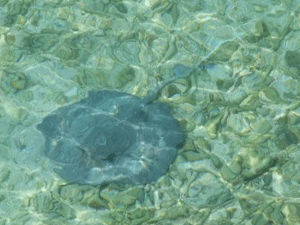 f0190653_1740268.gif