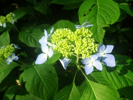 b0177355_1273857.jpg